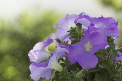​分享图片，美丽的牵牛花，五颜六色，轻盈灵动
