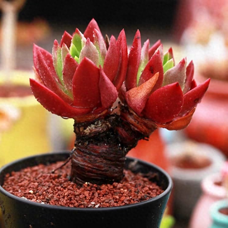 多肉界的贵货——仙女杯,高级玩家偏偏喜欢当做收藏品,好看吗?