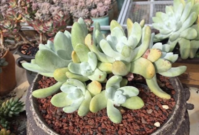 多肉界的贵货——仙女杯,高级玩家偏偏喜欢当做收藏品,好看吗?