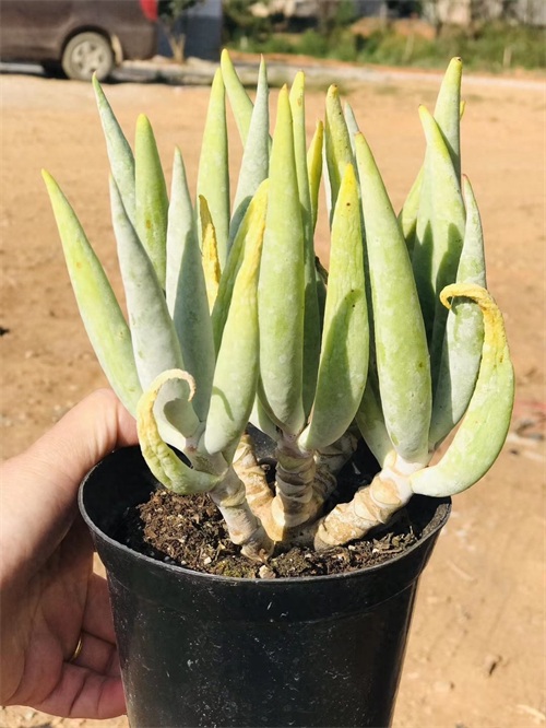 多肉界的贵货——仙女杯,高级玩家偏偏喜欢当做收藏品,好看吗?