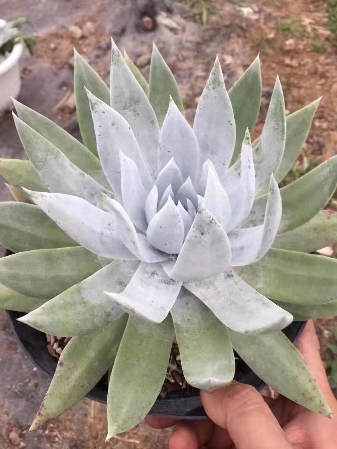 多肉界的贵货——仙女杯,高级玩家偏偏喜欢当做收藏品,好看吗?