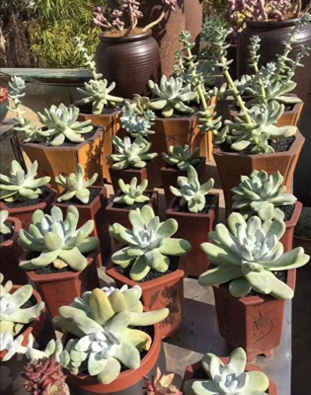 多肉界的贵货——仙女杯,高级玩家偏偏喜欢当做收藏品,好看吗?