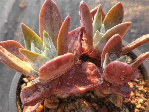 多肉界的贵货——仙女杯,高级玩家偏偏喜欢当做收藏品,好看吗?