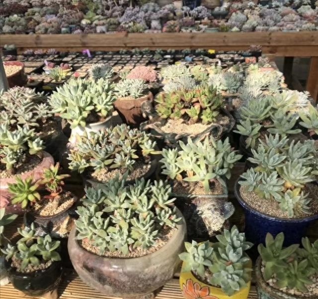 多肉界的贵货——仙女杯,高级玩家偏偏喜欢当做收藏品,好看吗?