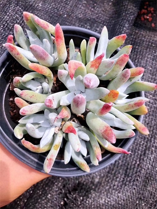 多肉界的贵货——仙女杯,高级玩家偏偏喜欢当做收藏品,好看吗?