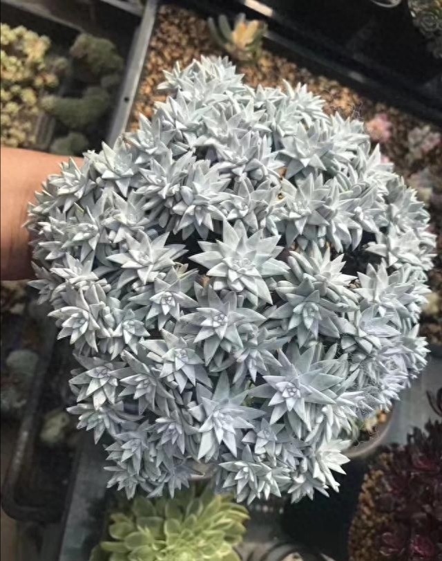 多肉界的贵货——仙女杯,高级玩家偏偏喜欢当做收藏品,好看吗?