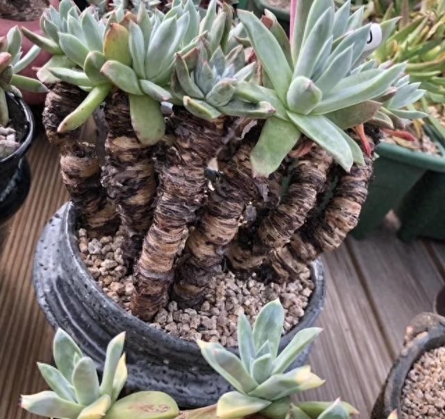 多肉界的贵货——仙女杯,高级玩家偏偏喜欢当做收藏品,好看吗?