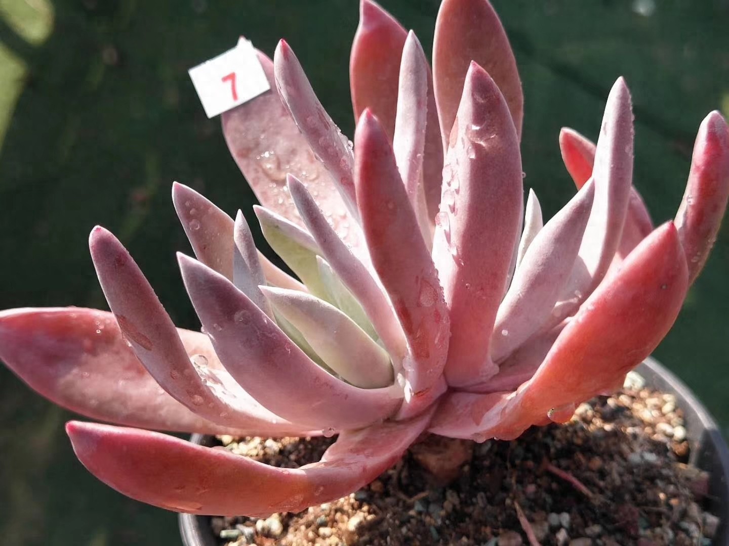 多肉界的贵货——仙女杯,高级玩家偏偏喜欢当做收藏品,好看吗?