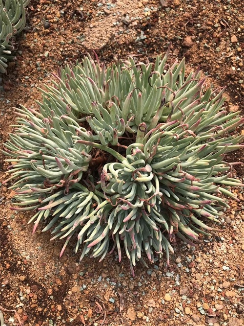 多肉界的贵货——仙女杯,高级玩家偏偏喜欢当做收藏品,好看吗?