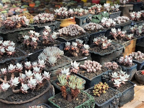 多肉界的贵货——仙女杯,高级玩家偏偏喜欢当做收藏品,好看吗?