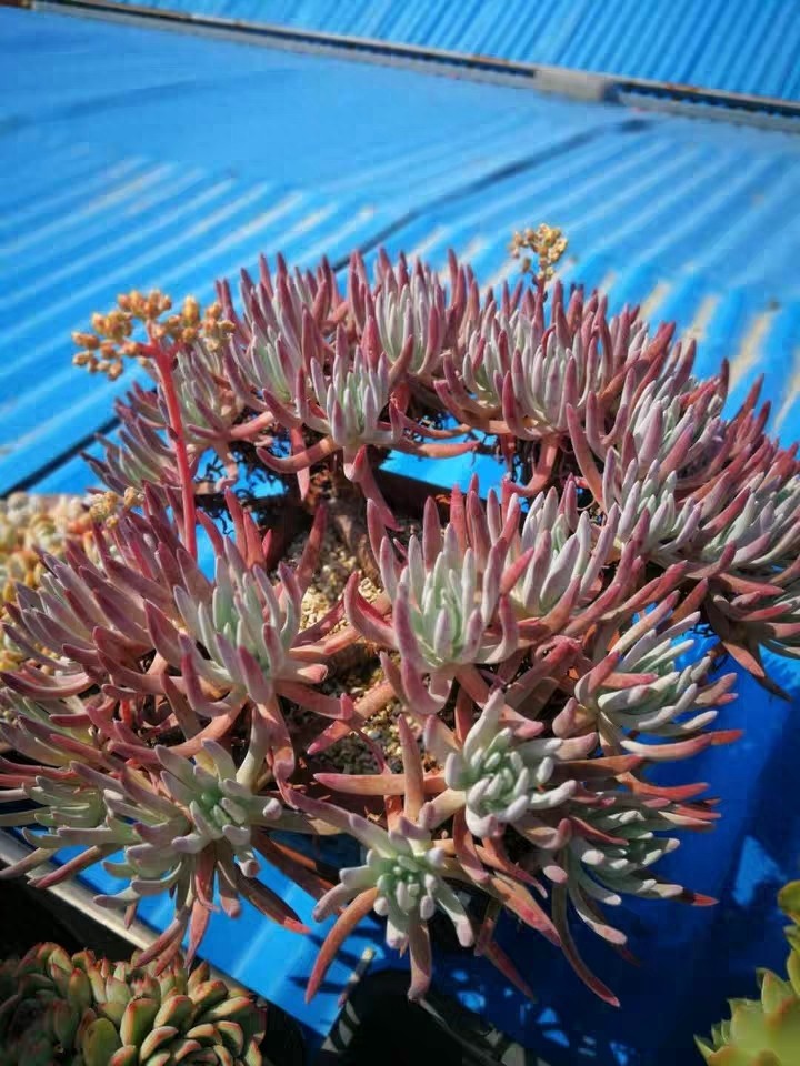 多肉界的贵货——仙女杯,高级玩家偏偏喜欢当做收藏品,好看吗?