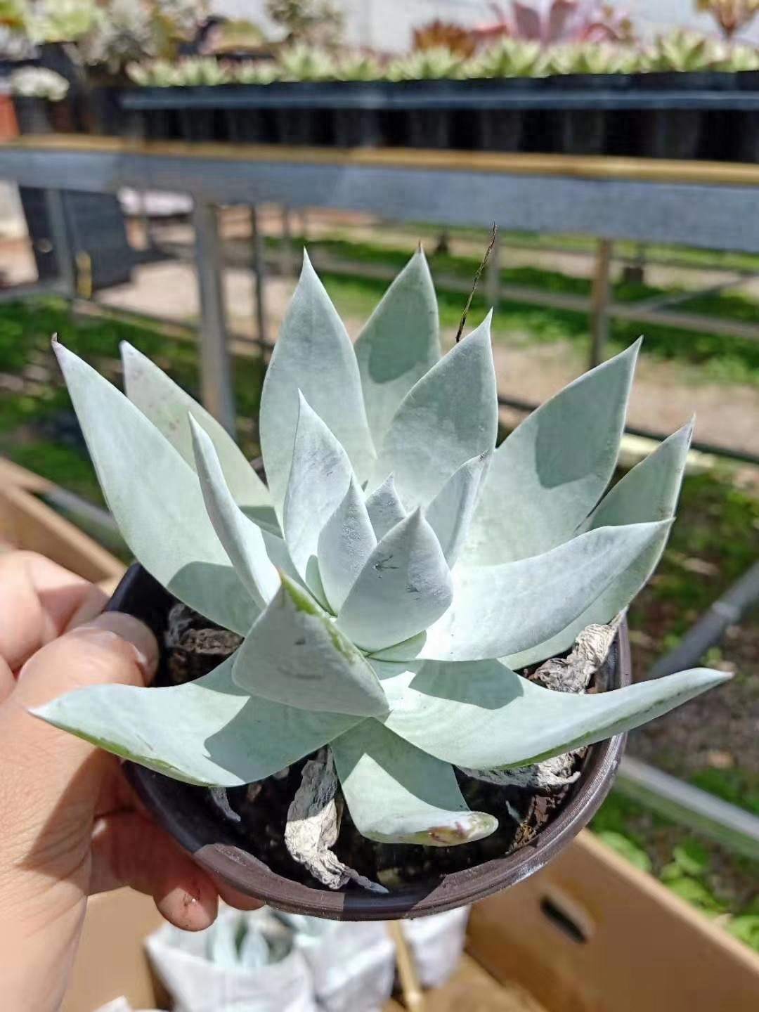 多肉界的贵货——仙女杯,高级玩家偏偏喜欢当做收藏品,好看吗?