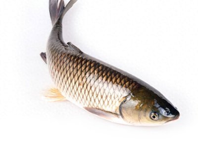 ​中国老百姓最常食用的鱼类之一，看看你有吃过吗？（一）