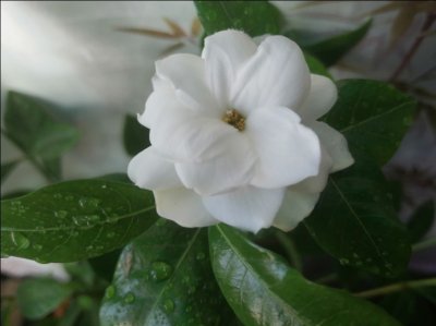 ​只要养护好，栀子花2月也开花，花后别忘一件事，越长越旺