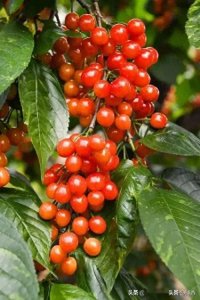 ​中国哪里的樱桃最好吃？经过评选，这8个地方上榜，谁是第一！