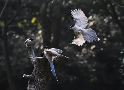 ​灰喜鹊是喜鹊的一种吗？它为何不惧怕胡蜂？