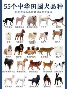 ​55个中华田园犬品种，你喜欢哪一个