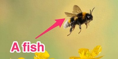 ​加州3名法官指鹿为马，判定大黄蜂是鱼，网友：这判决可以来一打