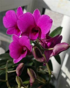 ​张秀山回忆录-26