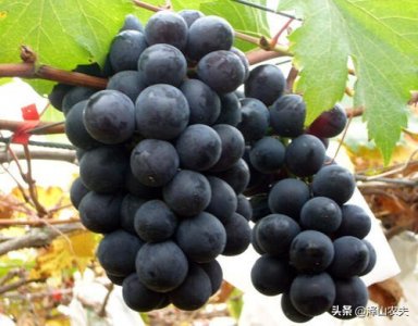 ​户太8号葡萄栽培技术