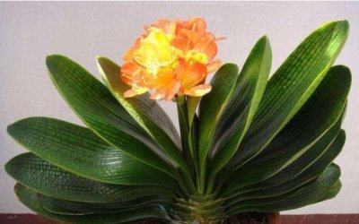 ​养花买土太费钱，教你自制“养花土”，不仅省钱，还特好用