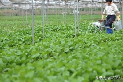 ​化肥磷酸二氢钾的正确用法