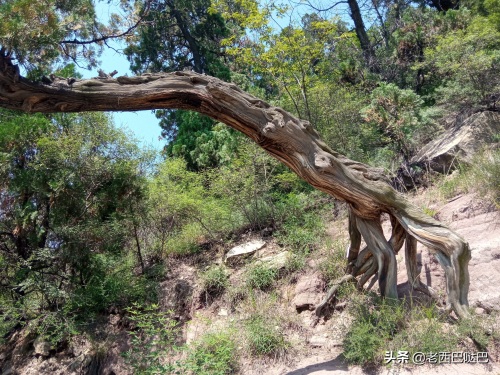 山西交城卦山——爻峰挺秀，古柏参天