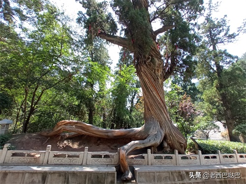 山西交城卦山——爻峰挺秀，古柏参天