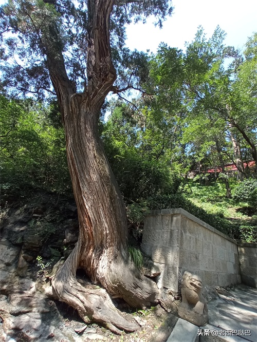 山西交城卦山——爻峰挺秀，古柏参天