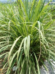 ​祛腥添香！详解一种香料——香茅草