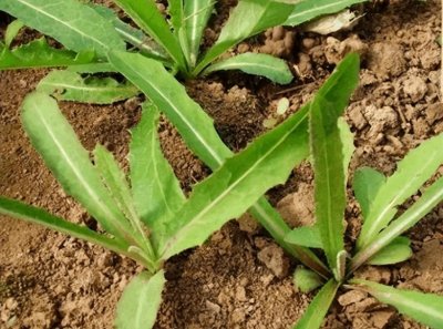 ​浑身都是宝的野菜——苣荬菜