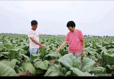 ​“中华”“熊猫”以及美国著名的“骆驼”香烟主要原料产自许昌。