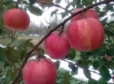 ​国光苹果，还是那个味儿！