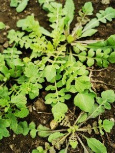 ​10种野菜名称来由拾趣