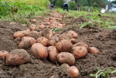 ​土豆种植必看：这几个细节决定你的收成！