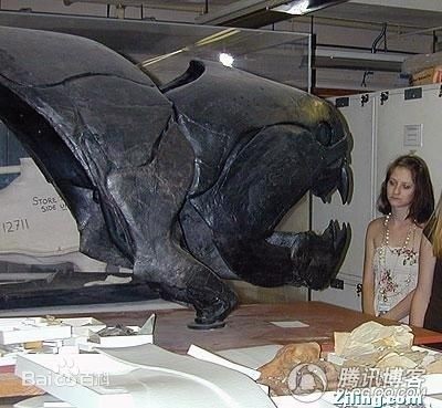 惊！鲨鱼都敢吃的超级海怪邓氏鱼，你敢看吗？