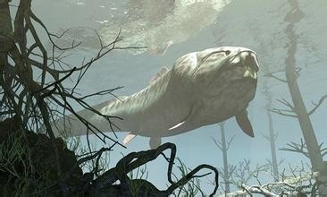 惊！鲨鱼都敢吃的超级海怪邓氏鱼，你敢看吗？