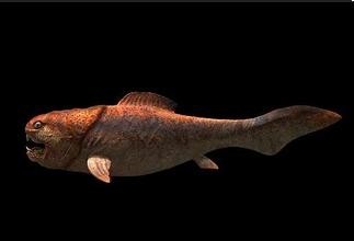 惊！鲨鱼都敢吃的超级海怪邓氏鱼，你敢看吗？