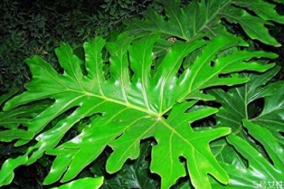 ​每天认识一种植物（二十五）：春羽——小天使蔓绿绒