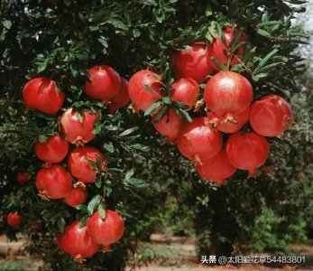 ​5种“吉祥树”，寓意招财纳福，不是瞎话，老一辈人的经验之谈