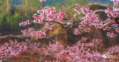 ​肥城第22届桃花节3月25日开幕，四条精品旅游线路请收好