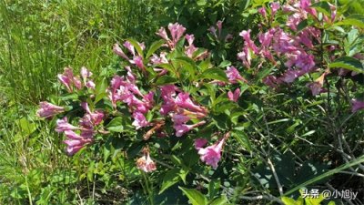 ​辽阳大黑山自然风景区，千米高山和高山草甸上的39种野生开花植物