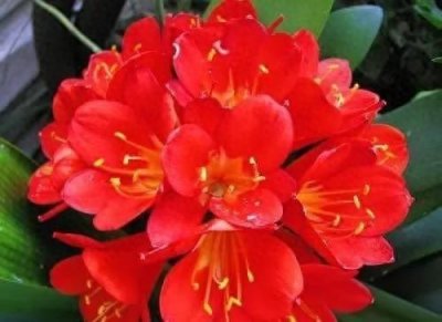 ​火红的颜色代表着火红的日子一天更比一天强