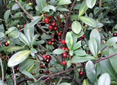 ​山坡下的1种“酸藤子”，果子比“龙葵”小，晾干后价值却很高