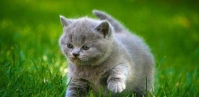 ​美短一共有多少种颜色？大橘和渐层可别再说人家是串串了！