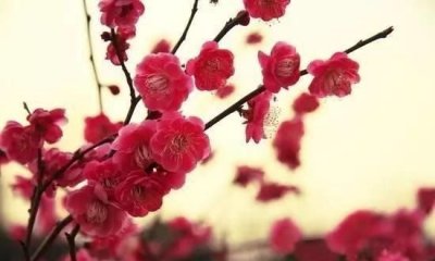 ​寒香的寓意，蕊寒香冷蝶难来寓指什么？