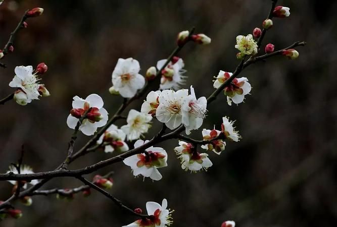 寒香兰韵是什么意思啊