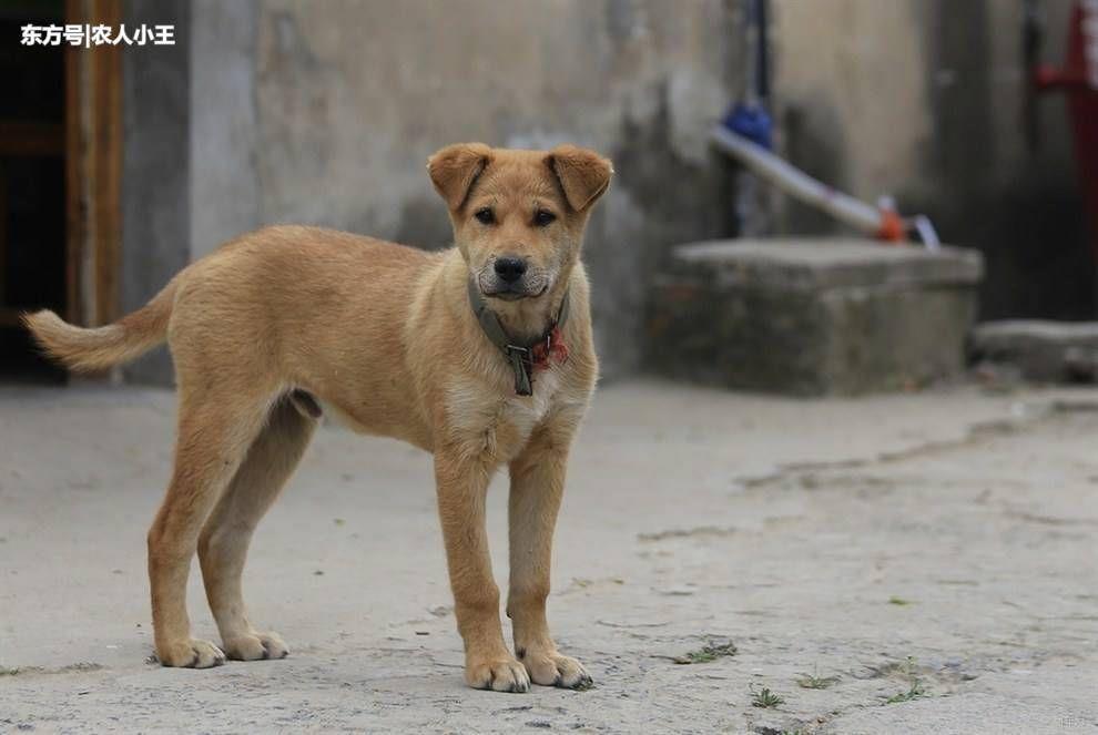 家里来了只自来狗，都说是带财的，但家里小，我和我妈都有点怕狗，养不了，怎么办，急