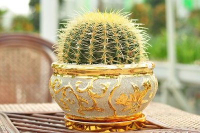 ​金琥的养殖方法及注意事项-金琥简介