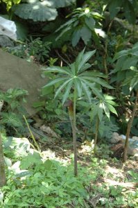 ​农村一种有毒植物，茎杆长得像魔芋，人称野魔芋，价值珍贵请重视